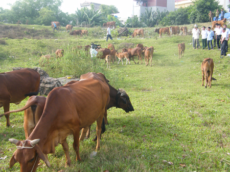 Hưng Yên Bảo đảm nguồn giống chất lượng phục vụ chăn nuôi